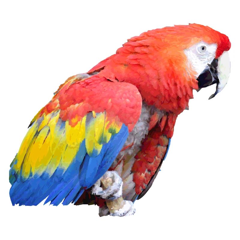 parrot