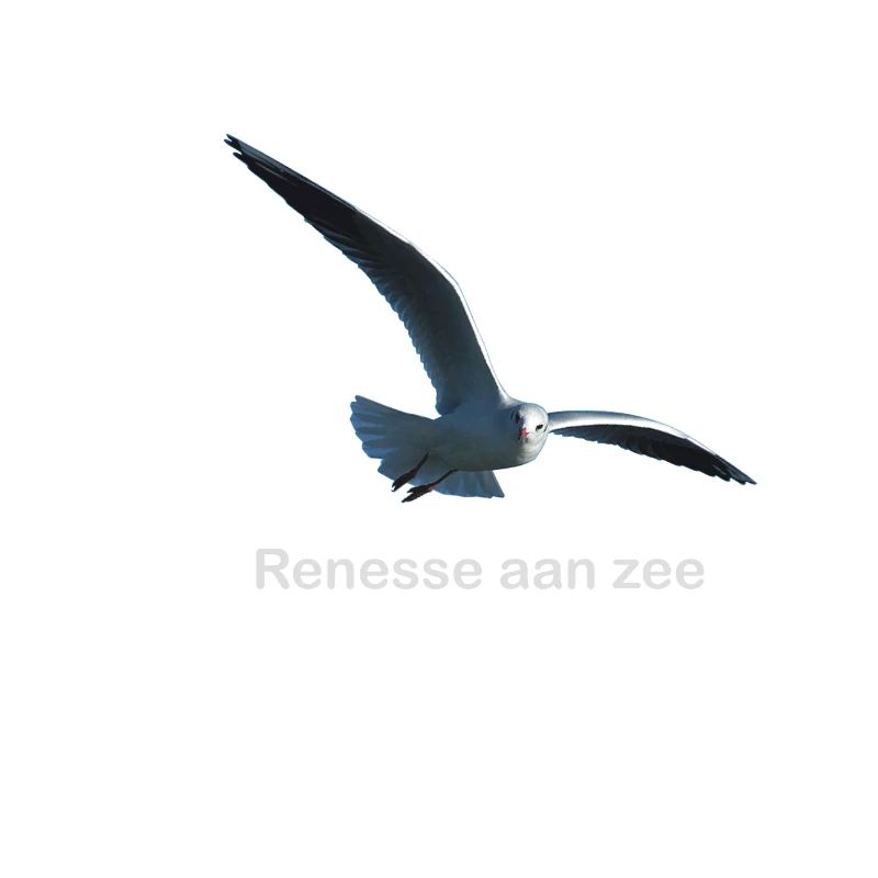 Renesse Moewe
