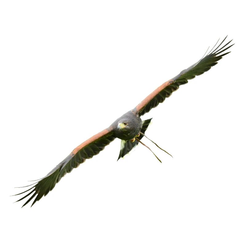 Harris Hawk - Desert Hawk approaching