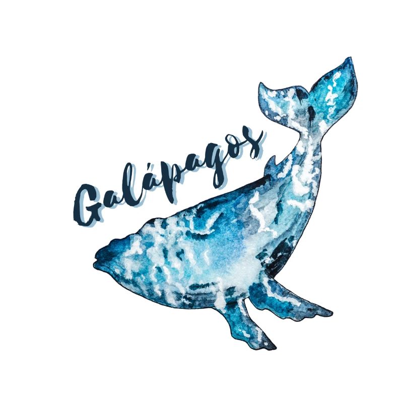 Galapagos-Inseln Wal