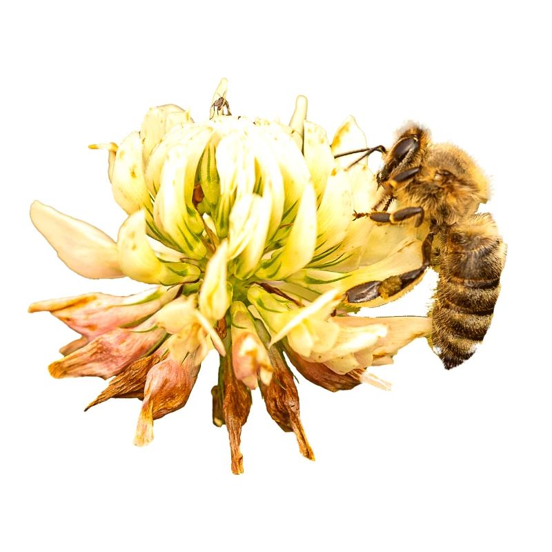 Honigbiene auf einer Blüte, A733151