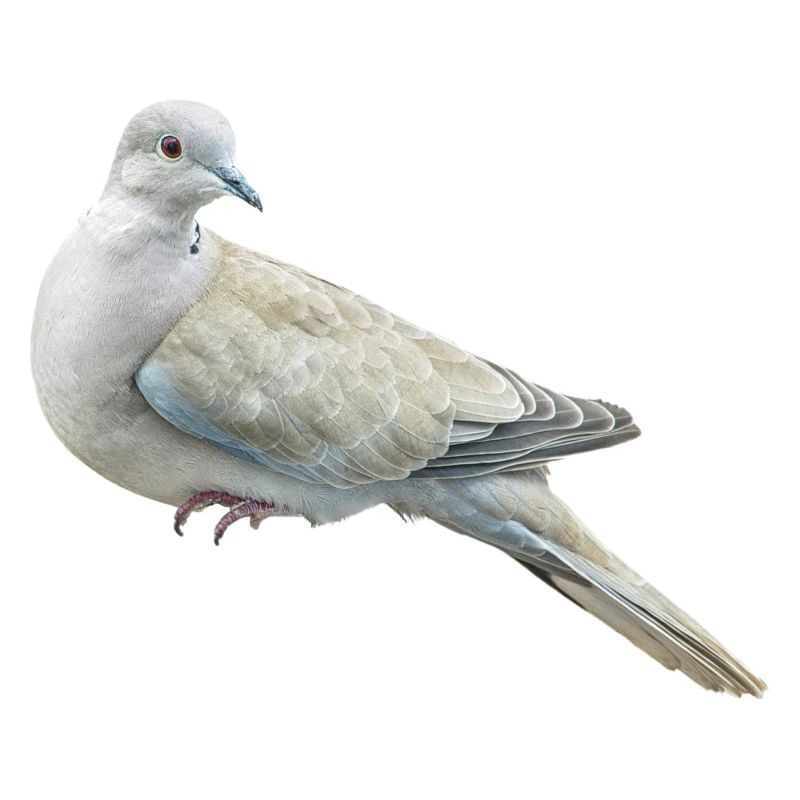 Taube Vogel Geschenk