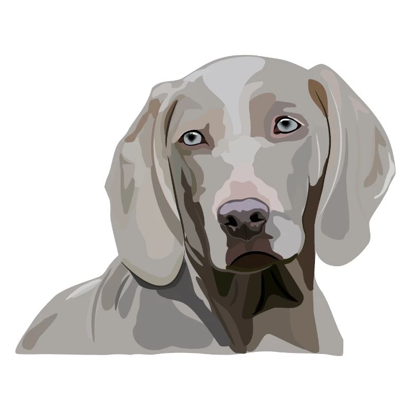 Weimaraner
