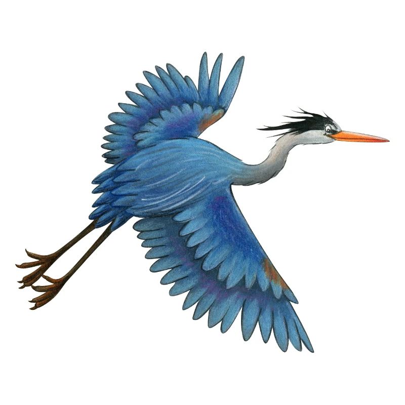 Blaureiher