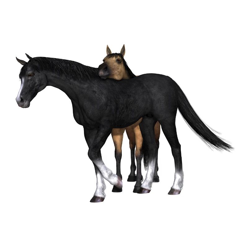 Pferd