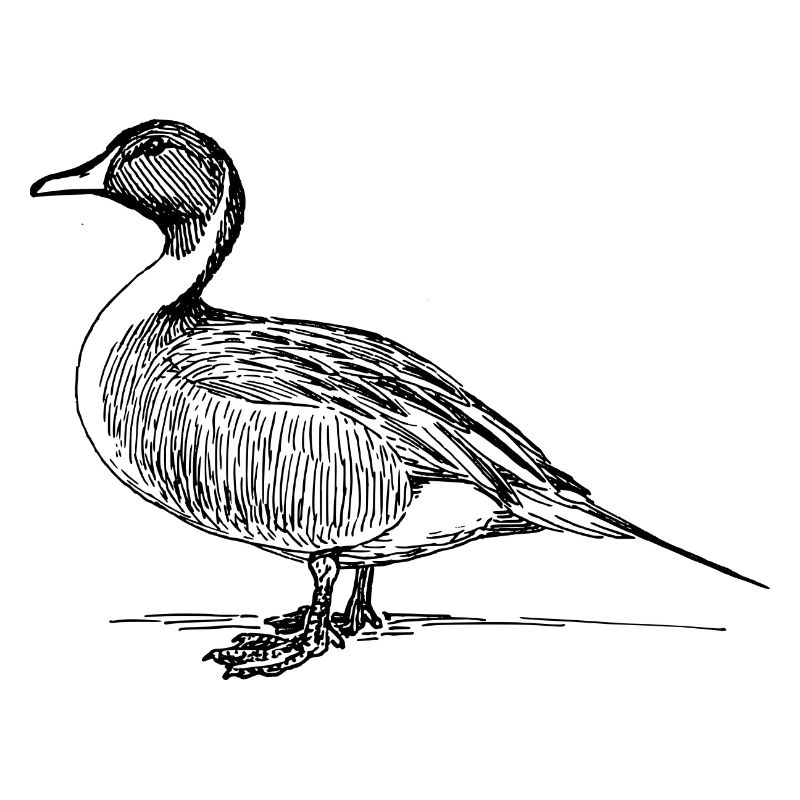 duck56