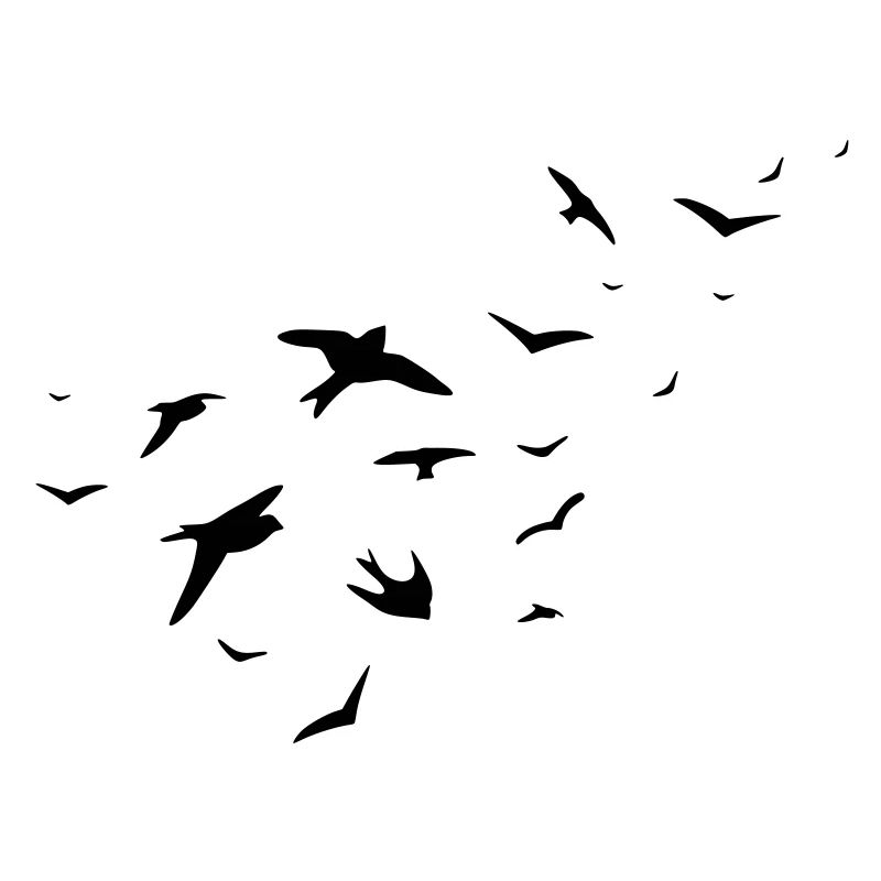 birds