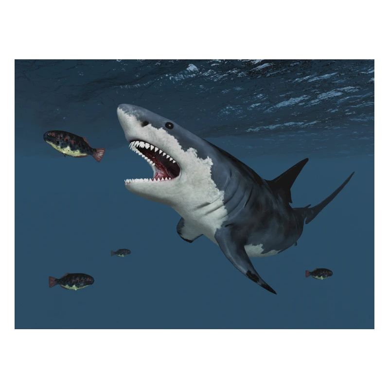 Great white shark on the hunt