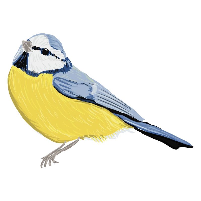 Blaumeise