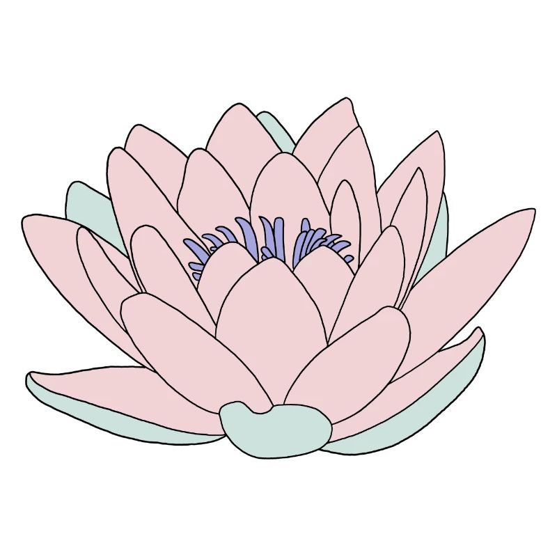 Seerose rosa