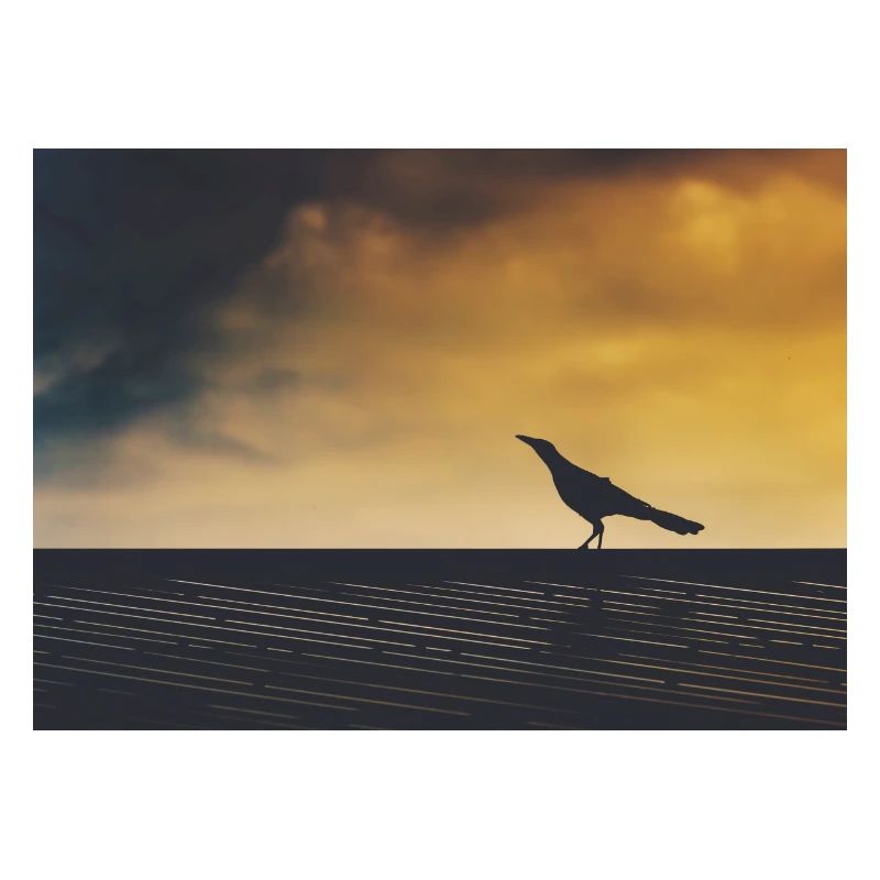 Crow exploring