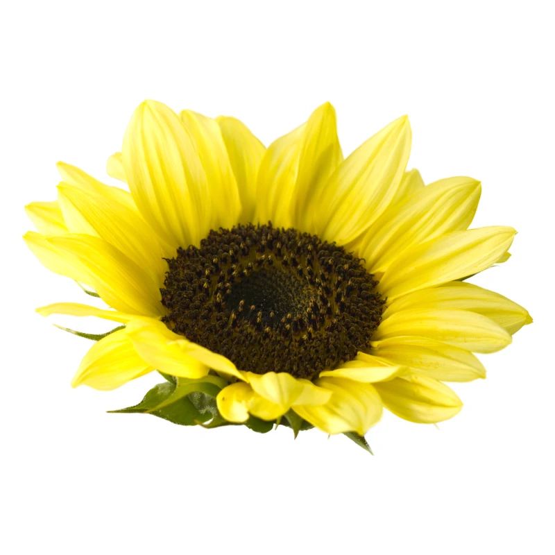 Sonnenblume