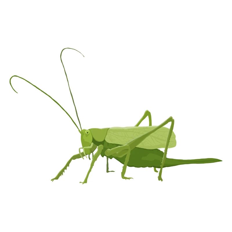 Heuschrecke
