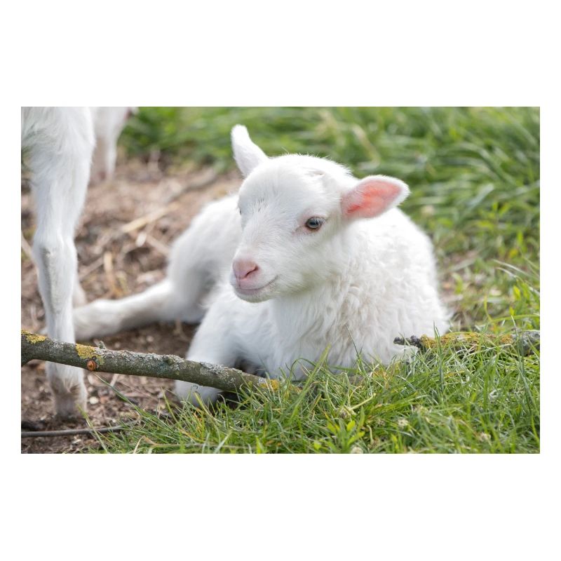 Lämmchen (Ovis) Lamm