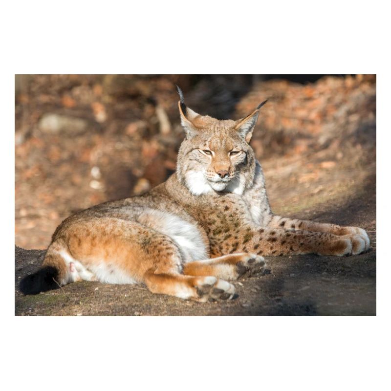 Eurasischer Luchs oder Nordluchs (Lynx lynx)