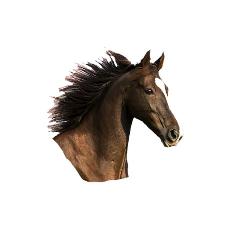 Pferdekopf
