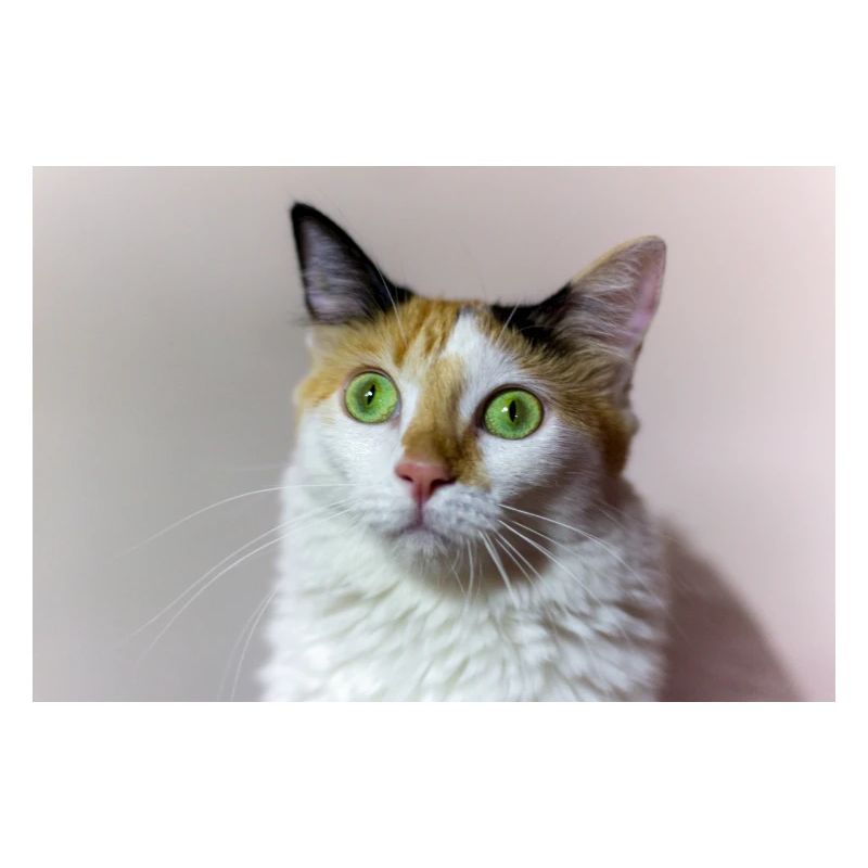 Die Katze