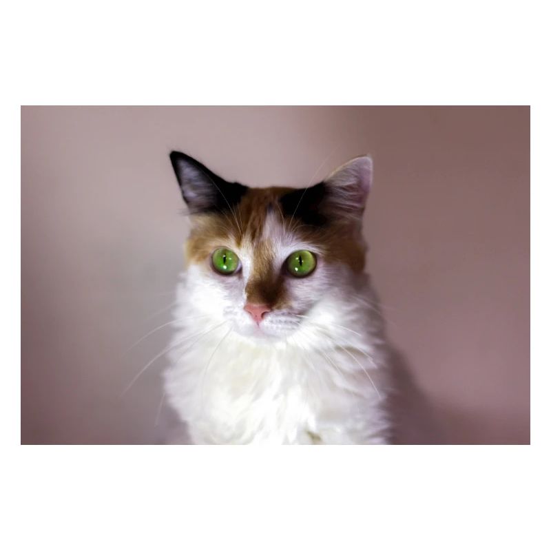 le chat au doux regard