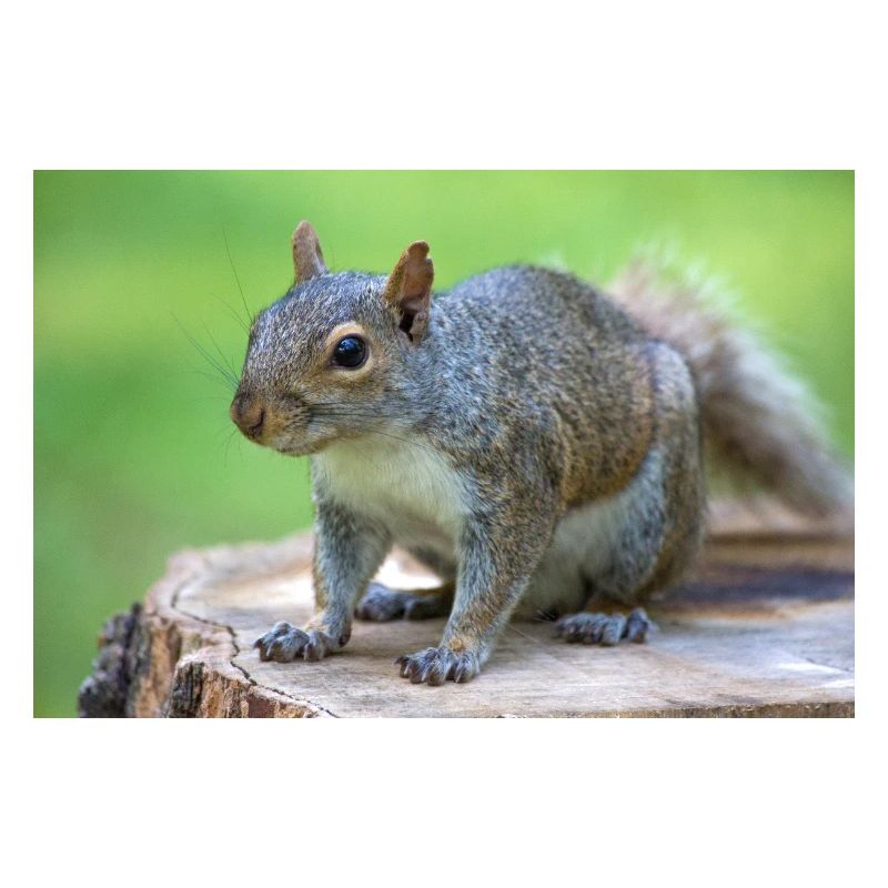 Grey squirrel Grauhörnchen Sciurus carolinensis