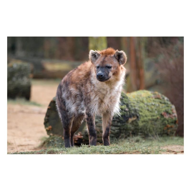 Hyäne oder Hyäne oder Harpyie (auf Deutsch Hyäne) Hyäne