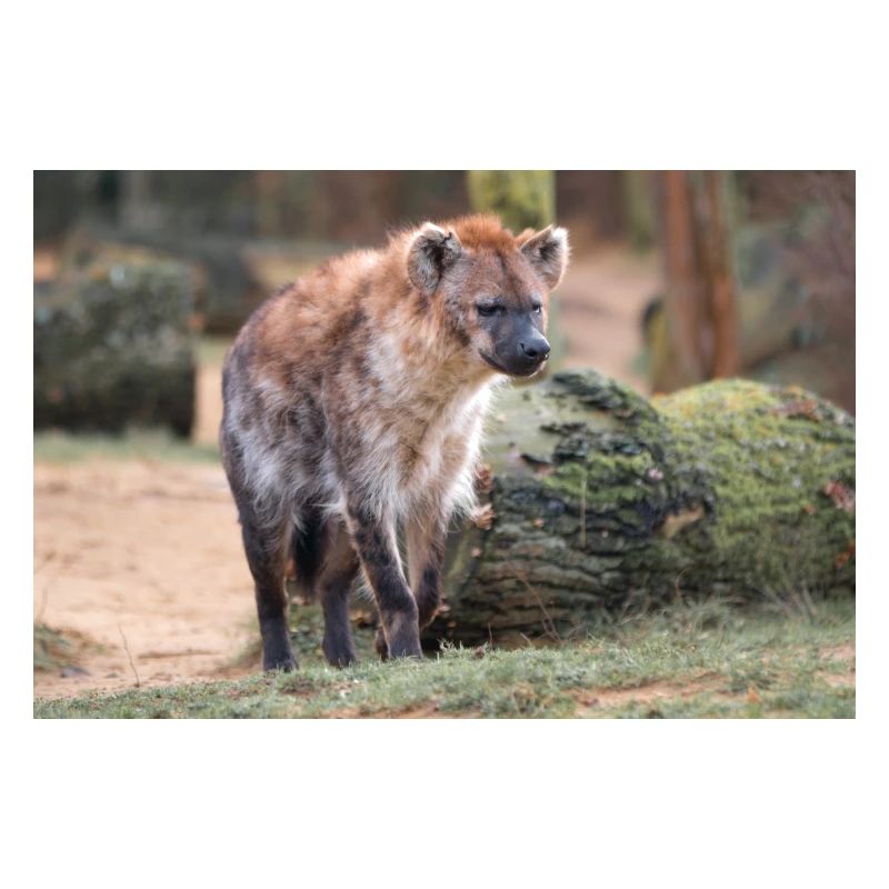 Hyäne oder Hyäne oder Harpyie (auf Deutsch Hyäne) Hyäne