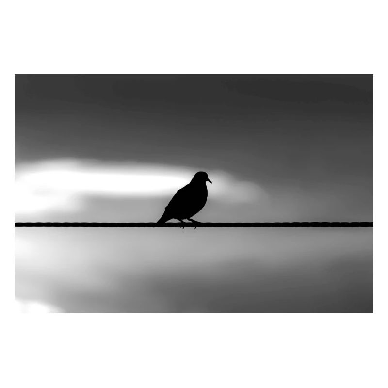 Taube