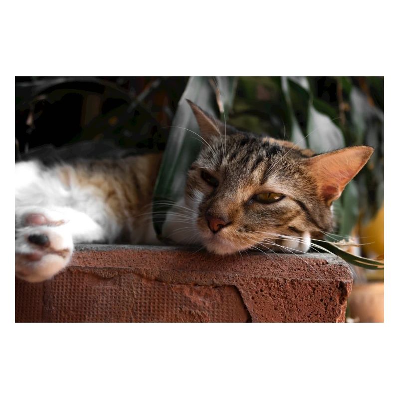 Die Katze