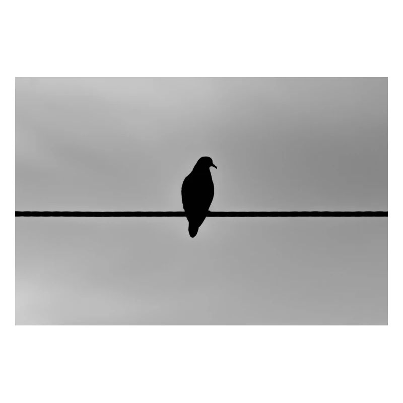 Taube