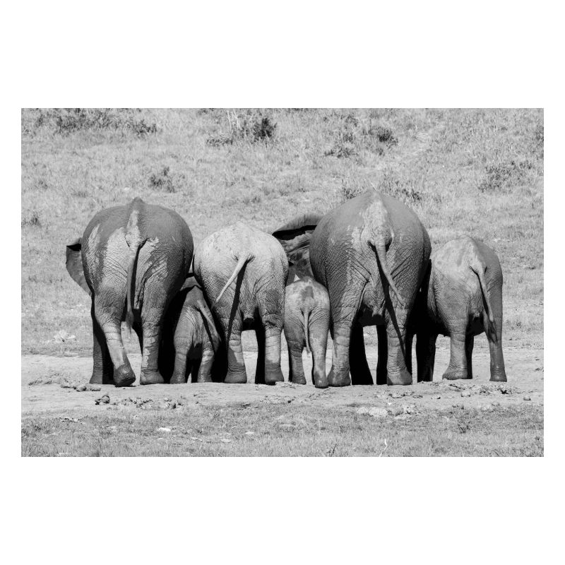 Cuddling Elephants