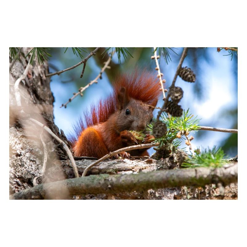 squirrel (in german Eichhörnchen) Sciurus