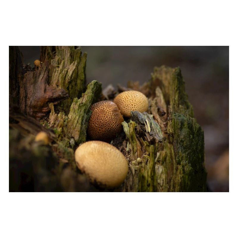 Magic-Mushrooms