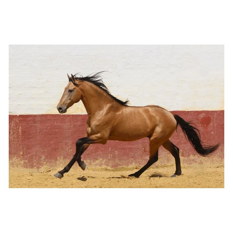 Pferd, Isibat
