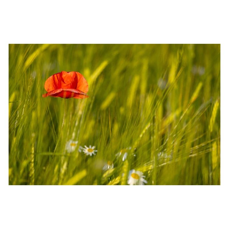 Coquelicot dans un champ de maïs