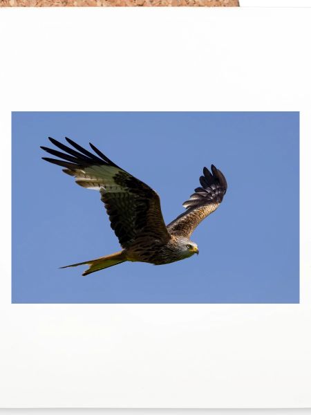 Rotmilan im Flug