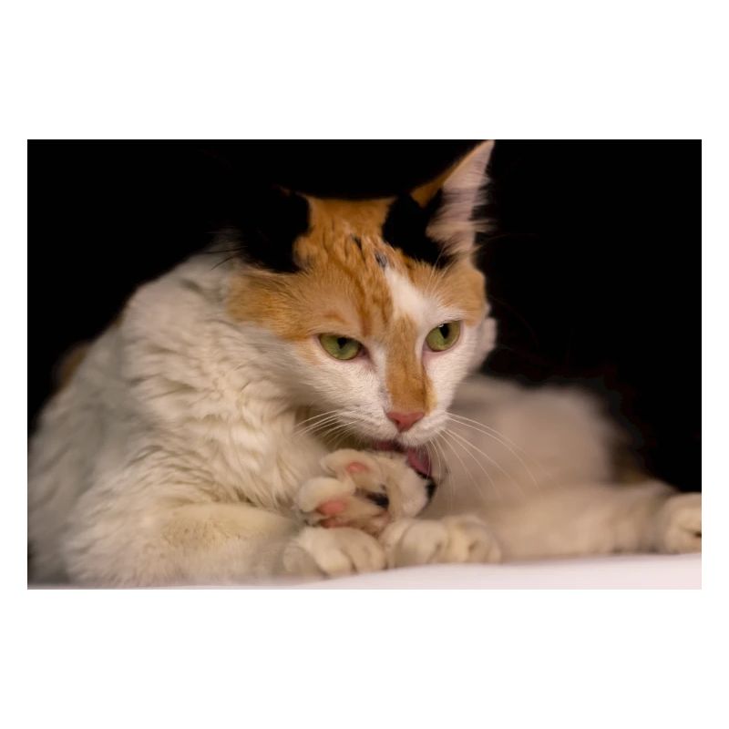 Die Katze