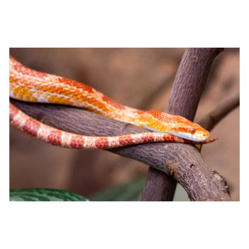 corn snake also red rat snake (Kornnatter)
