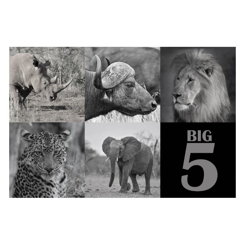Afrikas Big 5