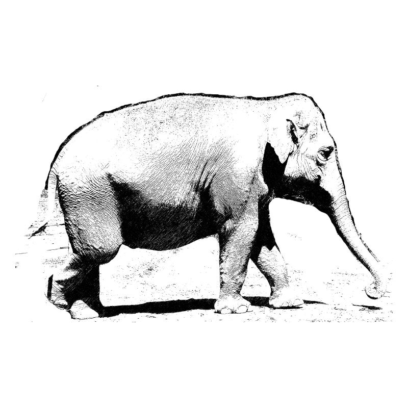 elefant