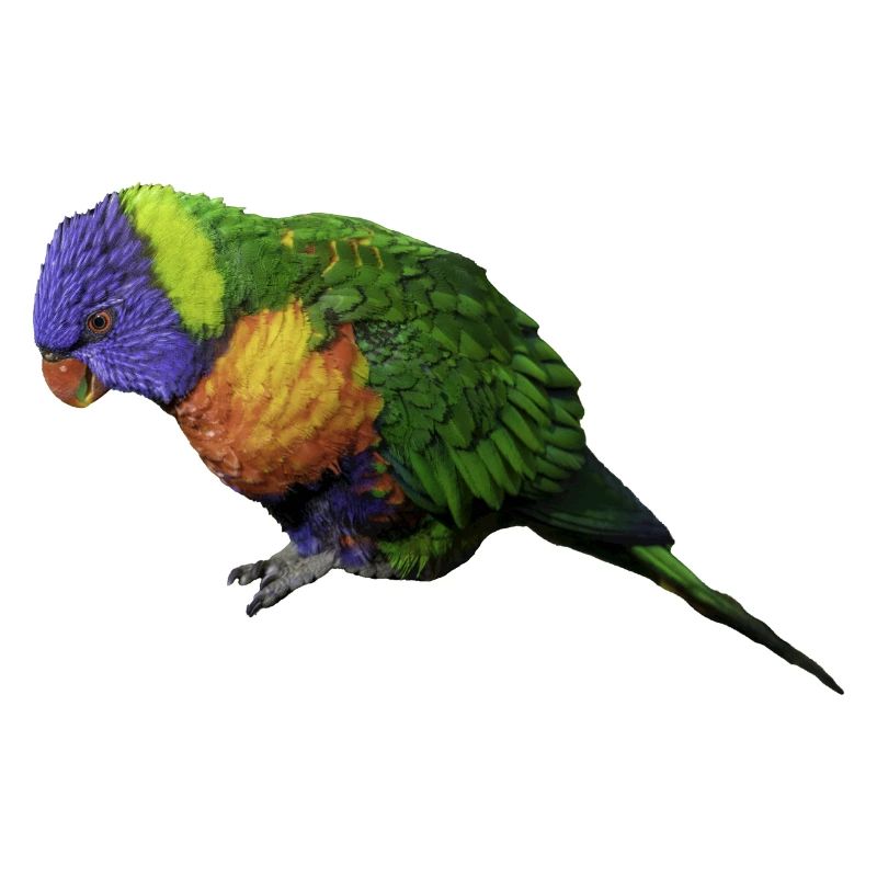 Papagei