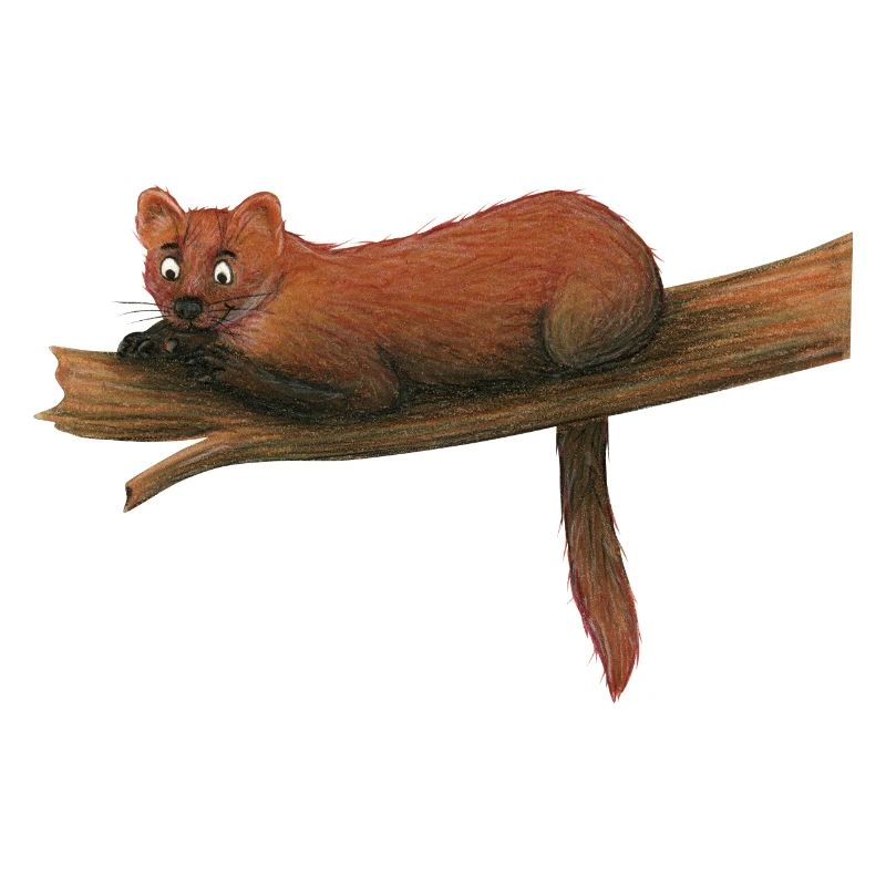 Baummarder