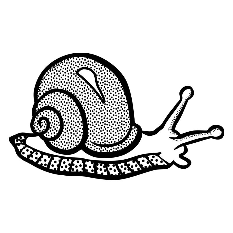 Snail black and withe