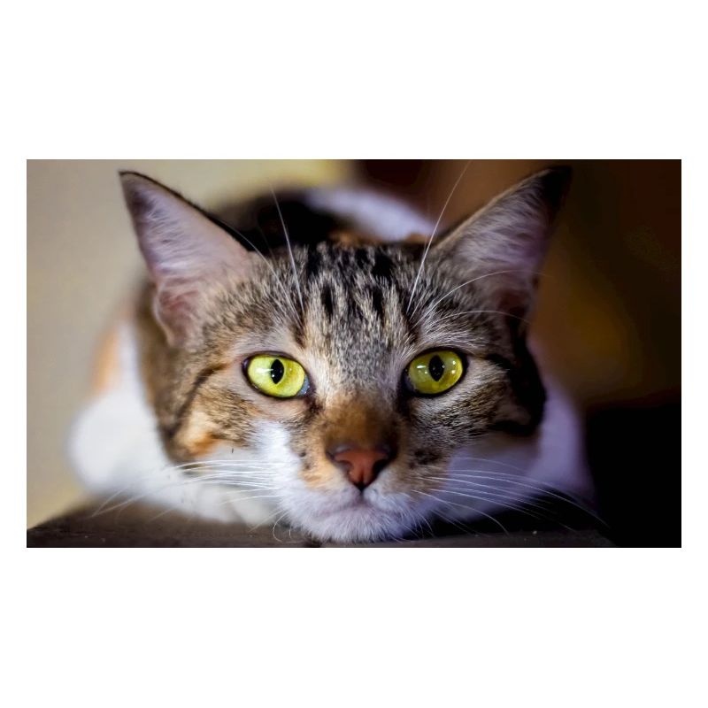 le chat au doux regard