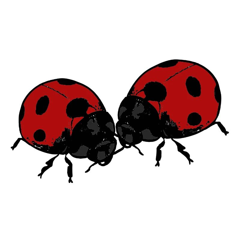 Marienkäfer Ladybug Lady Bug