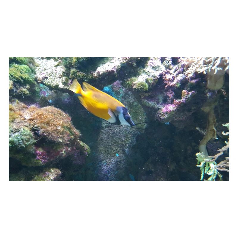 Fisch