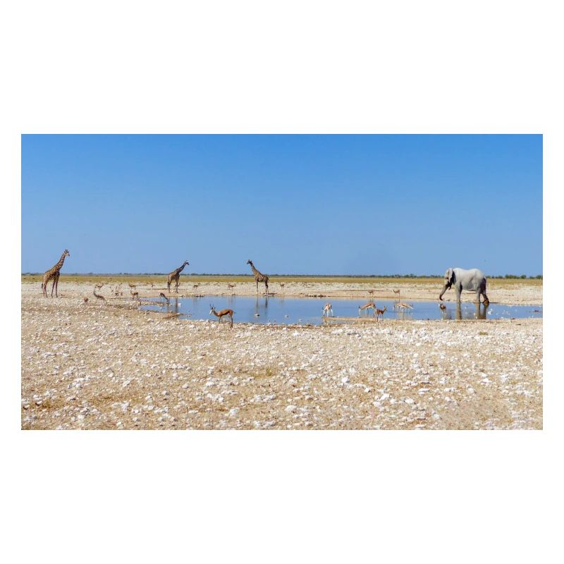 Paysage à la rivière Cubango avec girafe