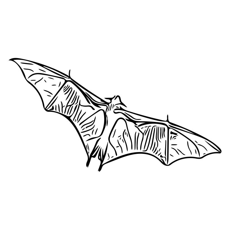 Fruit bat bat - vector style