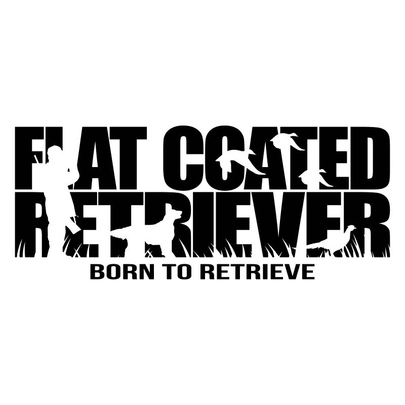FLAT COATED RETRIEVER né pour récupérer Wilsigns