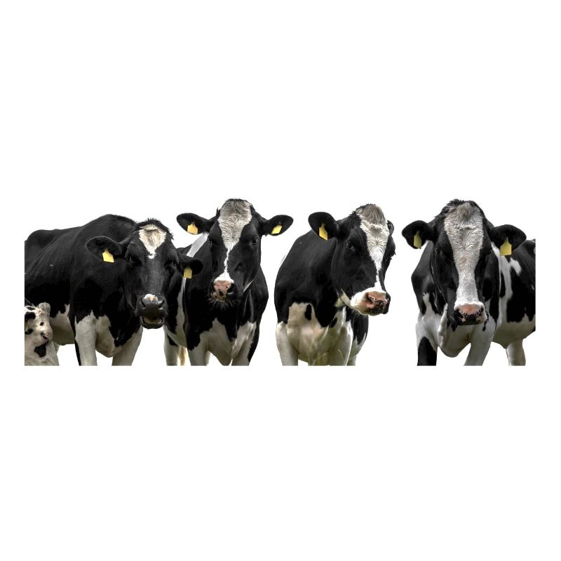 Kuhe. cows
