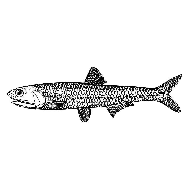 fish425
