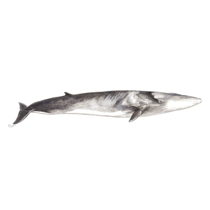 Rorqual commun Balaenoptera physalus